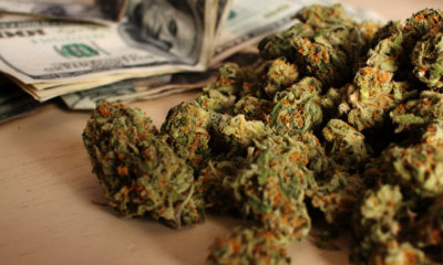 Beautiful buds next to a stack of 100 dollar bills