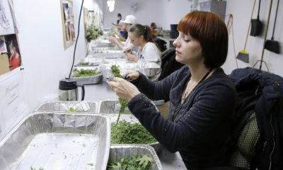 A row of women sit at a counter trim weed as they dominate the cannabis industry.