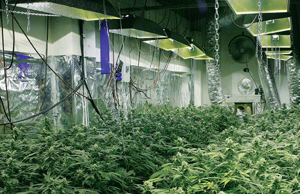 Cannabis Indoor Grow Rooms