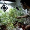 Juan Vaz, an activist and marijuana grower, tends to plants in Montevideo, Uruguay.