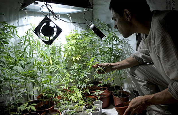 Juan Vaz, an activist and marijuana grower, tends to plants in Montevideo, Uruguay.