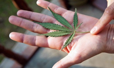 A hand holds a small pot leaf from an illegal home grow in Canada.
