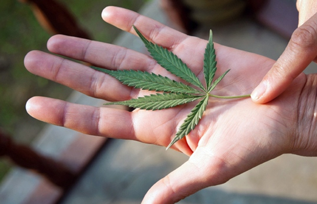 A hand holds a small pot leaf from an illegal home grow in Canada.