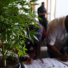 A cannabis plant greets job seekers as they sign in at CannaSearch, Colorado's first cannabis job fair, on March 13, 2014 in Denver, Colorado.
