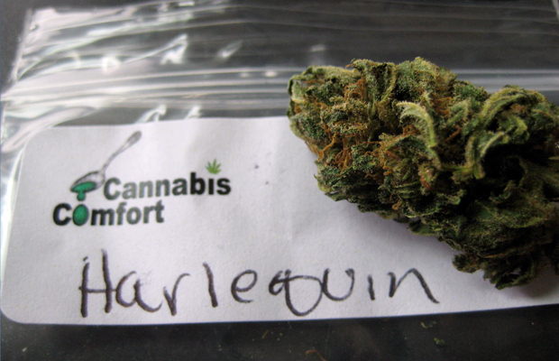 A ziploc bag indicates that the Harlequin strain, a high cbd content strain, is ready to go into the bag.