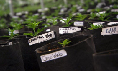 Pots of the strain Charlotte's Web.