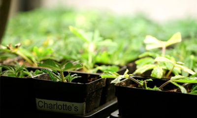 Young cannabis plants in pots under a white light.