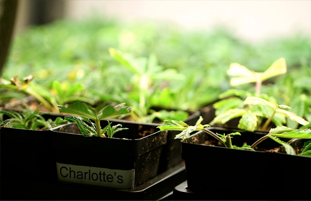 Young cannabis plants in pots under a white light.