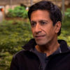 Sanjay Gupta sits for an interview in a green house full of marijuana.