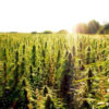 A large field of, hopefully soon to be legal, hemp will be going up on a bill to Indiana's governor, Mike Pence.