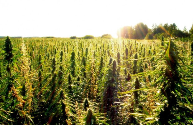 A large field of, hopefully soon to be legal, hemp will be going up on a bill to Indiana's governor, Mike Pence.