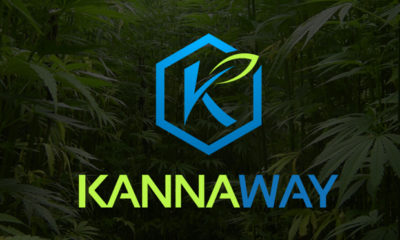 The blue and yellow log for Kannaway, the first hemp-based network marketing company.