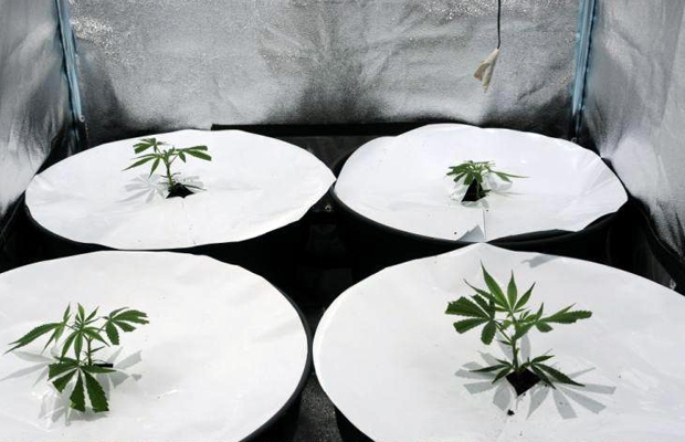 Four young cannabis plants underneath a new type of LED lamp that utilizes sulfur.