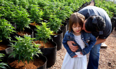 Matt Figi hugs and tickles his once severely-ill 7-year-old daughter Charlotte, as they wander around inside a greenhouse for medical marijuana.