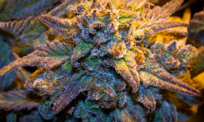 A yellow grow light brings out the purple and crystals in the strain Purple Train Wreck flower.