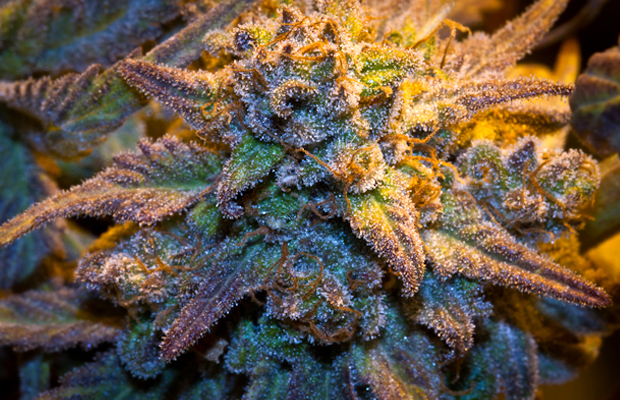 A yellow grow light brings out the purple and crystals in the strain Purple Train Wreck flower.