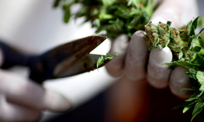 A grower in Sacramento trims bud as they hope to skirt the cultivation ban.