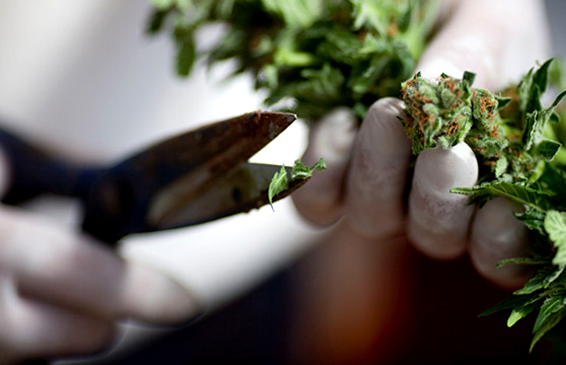 A grower in Sacramento trims bud as they hope to skirt the cultivation ban.