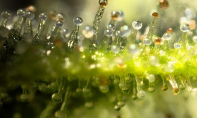 A close up image of a Bubbleman strain shows the terpenes on a cannabis plant.