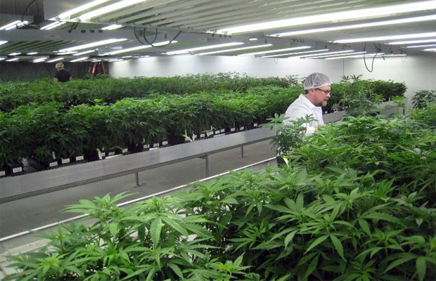 Tweed Inc. workers tend to medical marijuana plants at a new commercial operation set up inside a former Hershey's chocolate factory, in Smiths Falls, Ontario.