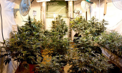 Grow room at NWPRC dispensary
