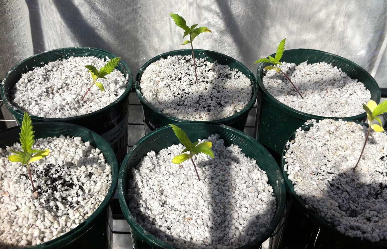 Young cannabis plants in pots with perlite and peat.