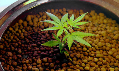 A small cannabis plant in a pot under the Ebb and Flood method of hydroponics