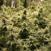 Grow room with beautiful cannabis plants in Canada
