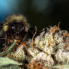 A nug of Bubbleman kush with a bee atop.