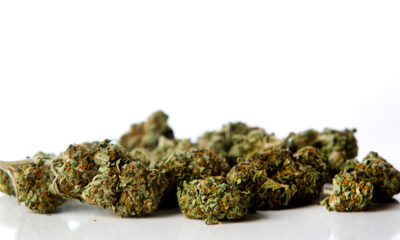 A pile of beautiful buds represents the growth of support for the legalized state of CO.
