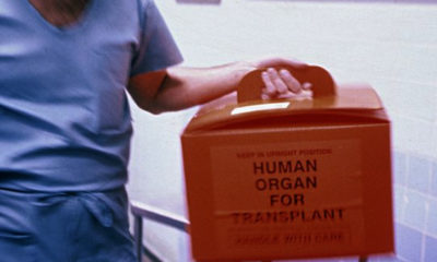 A surgeon in blue scrubs handles a red box with an orgran ready for transplant, but only for those who do not smoke cannabis.