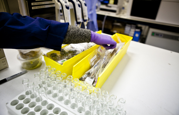 A lab assistant prepares tools for the incoming influx of cannabis research.