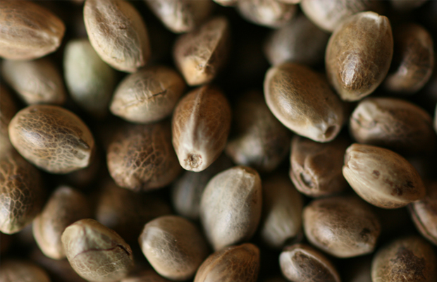 Hemp seeds from Kentucky.