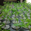 Young cannabis plants being grown hydroponically.