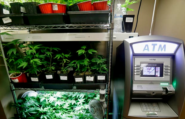 A shelf of marijuana plants stand next to an ATM.