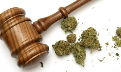 A gavel rests next to a few buds of marijuana in Nevada where lawyers are now free to advise on medical marijuana.