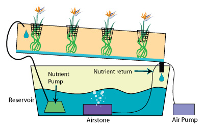 nutrient-flow-graph