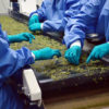Prairie Plant Systems staff hand pick stems from marijuana at the CanniMed facility in Saskatoon.
