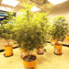 Cannabis Plants in Pots in a Grow Room in Washington D.C.