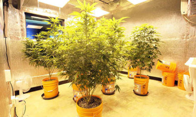 Cannabis Plants in Pots in a Grow Room in Washington D.C.