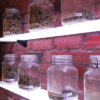 Jars full of buds on shelves in the dispensary Kind Love in Denver, Colorado