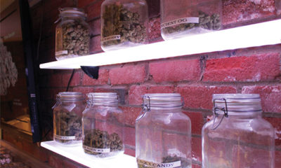 Jars full of buds on shelves in the dispensary Kind Love in Denver, Colorado