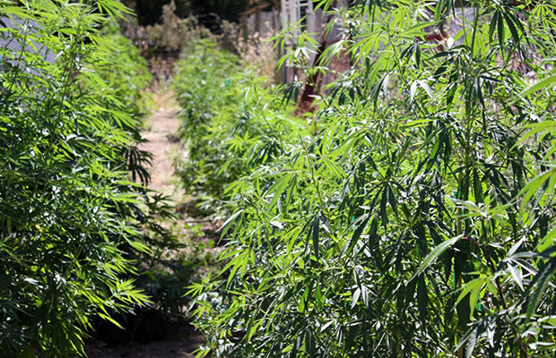 Rows of Lemon Pie cannabis plants under the summer sun
