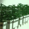 Square pots hang on the wall of the Clear Choice dispensary hold young marijuana plants.