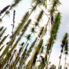 An upward view of very tall hemp stalks, which are being celebrated this week for their versatile uses.