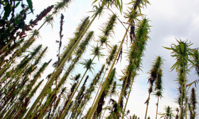 An upward view of very tall hemp stalks, which are being celebrated this week for their versatile uses.