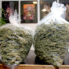 A pair of pound heavy bags of marijuana sit on a counter at Harborside Health Center in California.