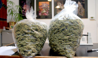 A pair of pound heavy bags of marijuana sit on a counter at Harborside Health Center in California.