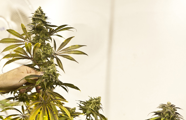 A hand reaches out to a tall stalk of a flowering cannabis plant.