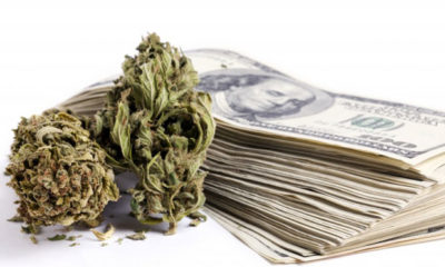 Marijuana buds next to stack of $100 bills